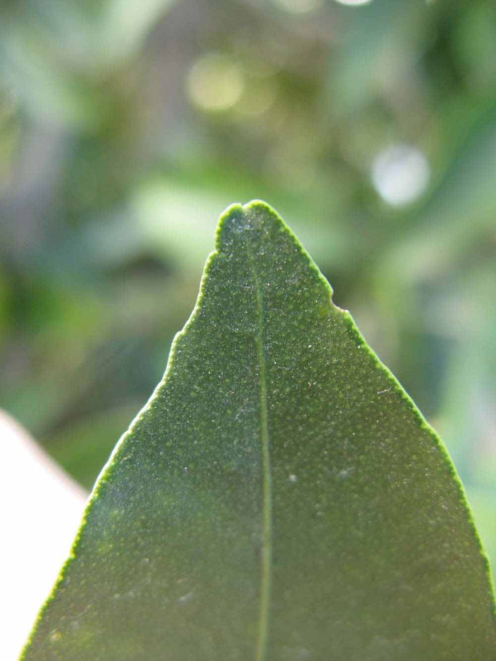              Margin (Winter Haven, FL)       